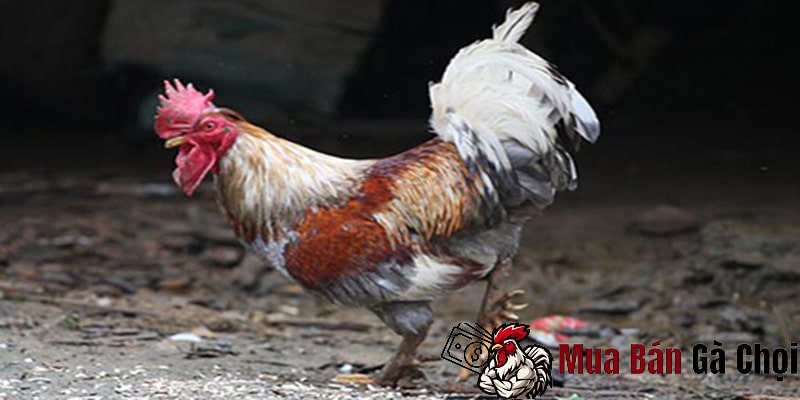 Biện pháp phòng tránh việc gà đi loạng choạng