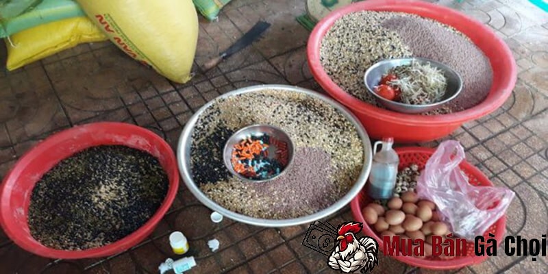 Bí quyết dinh dưỡng giúp gà chọi sung sức