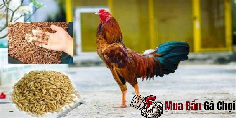 Cho Gà chọi ăn sung sức có tác dụng gì