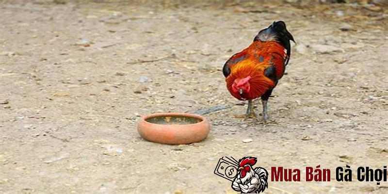 Một số ảnh hưởng đến việc sung sức của gà chọi