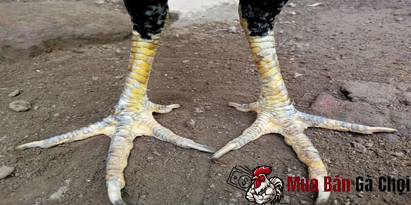 Gà chọi bị cong ngón chân