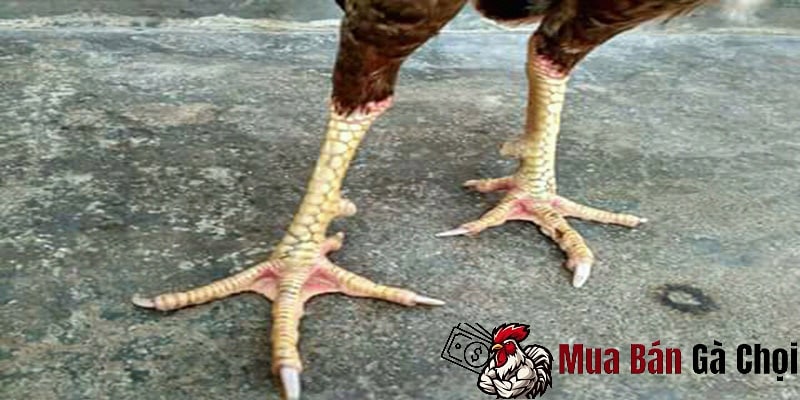 Gà Chọi Bị Công Ngón Chân là Dấu Hiệu của Vấn Đề Sức Khỏe Nào 1 Tại sao gà chọi bị cong ngón chân
