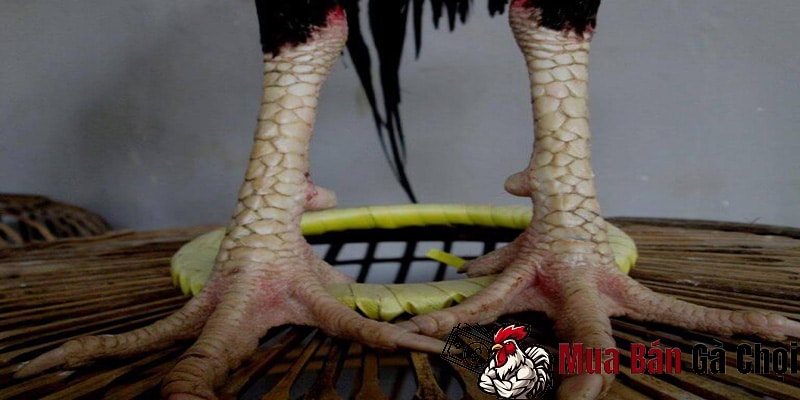 Gà Chọi Bị Công Ngón Chân là Dấu Hiệu của Vấn Đề Sức Khỏe Nào 2 Cong ngón chân có ảnh hưởng gì đến gà chọi hay không