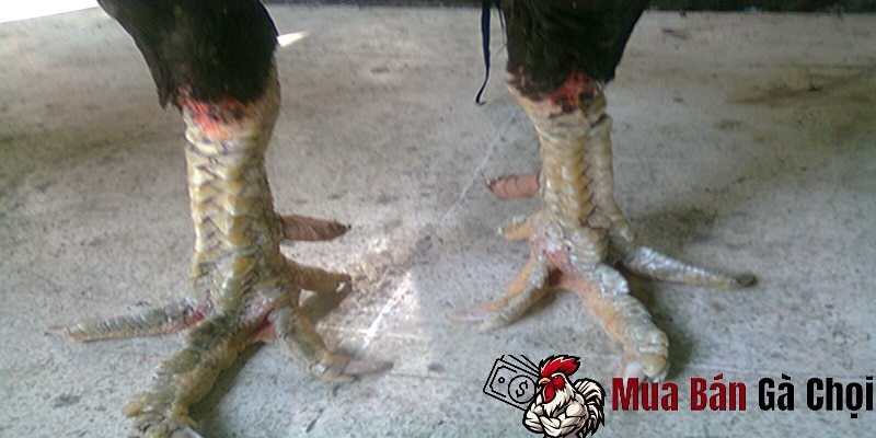 Gà Chọi Bị Công Ngón Chân là Dấu Hiệu của Vấn Đề Sức Khỏe Nào 3 Cách điều trị cong ngón chân cho gà chọi