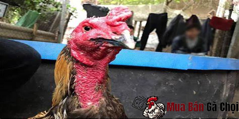 Bệnh kén mép ở gà chọi