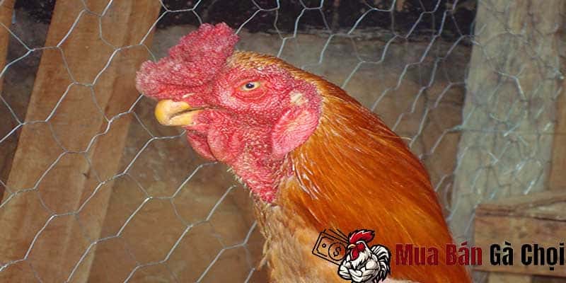 Cách điều trị và phòng tránh bệnh kén mép ở gà chọi