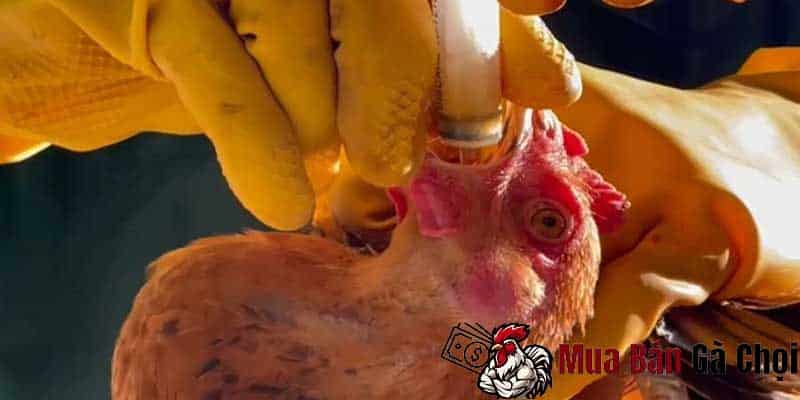 Gà chọi bị khò khè uống thuốc gì