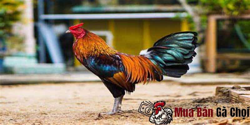 Cách chăm sóc gà bị khò khè
