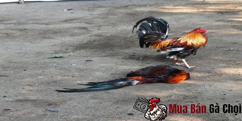 Thời gian nghỉ cho gà chọi hợp lý