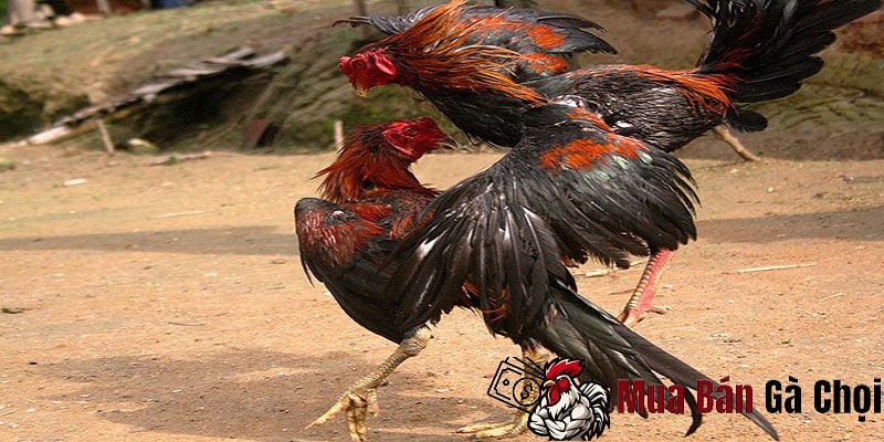 Chế độ dinh dưỡng cho gà chọi sau mỗi trận đấu