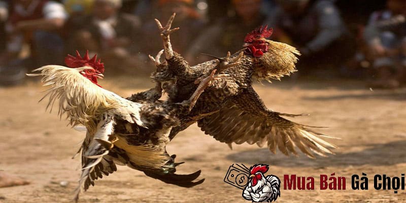 Chế độ tập sau mỗi trận