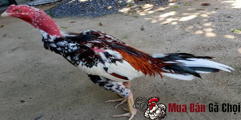 Gà chọi mấy tháng thì lông