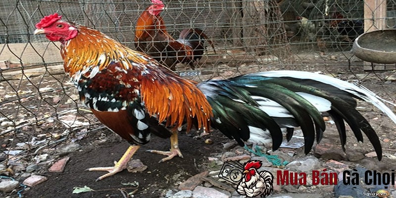 Thời gian thay lông của gà chọi