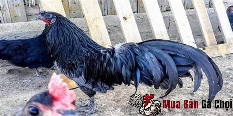 Những biểu hiện khi gà chọi thay lông