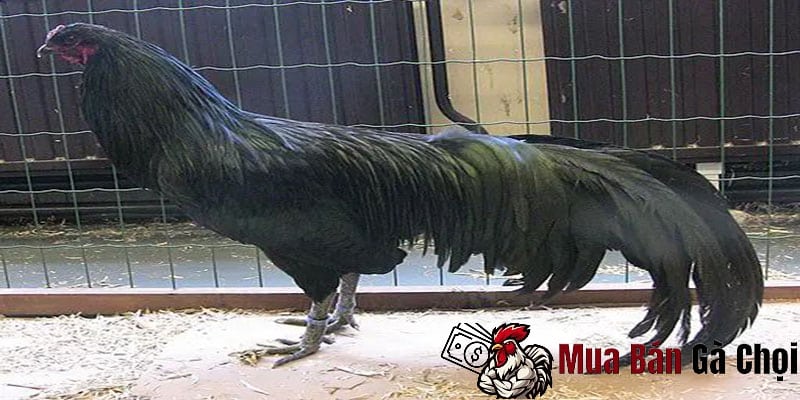 Chăm sóc sức khỏe cho gà trong quá trình thay lông