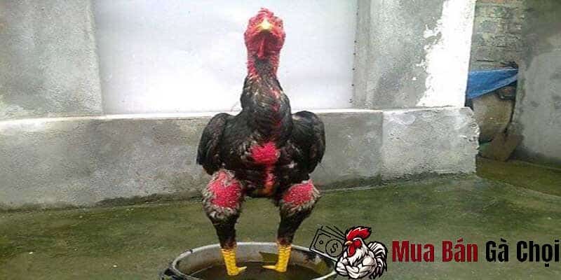 Cách sử dụng rượu cau sao cho hợp lý