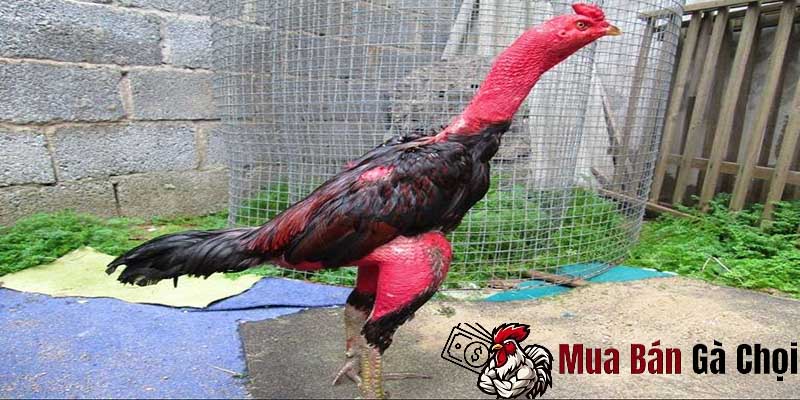 Việc sử dụng rượu cau cho việc nuôi gà chọi