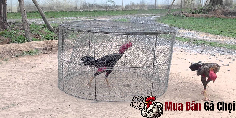 Bí quyết tăng thể lực cho gà chọi