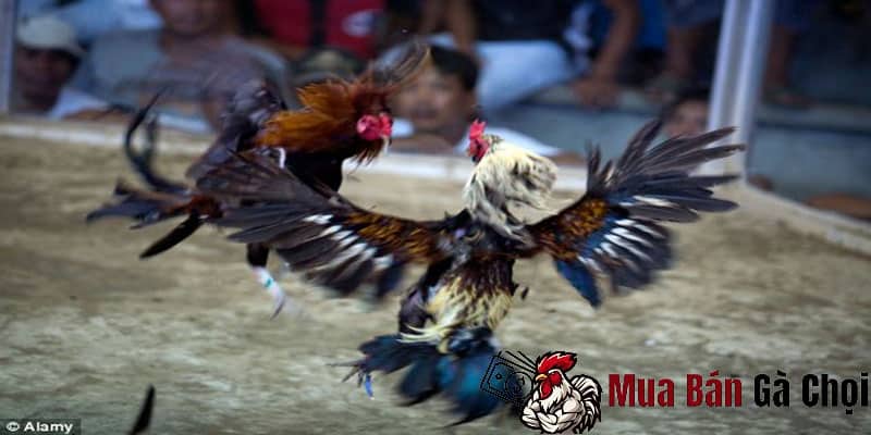 Luật lệ và quy tắc đá gà ăn tiền