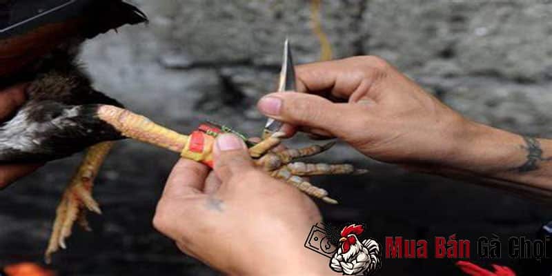 Phải biết quan sát đối thủ