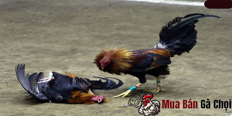 Chế độ dinh dưỡng hợp lý