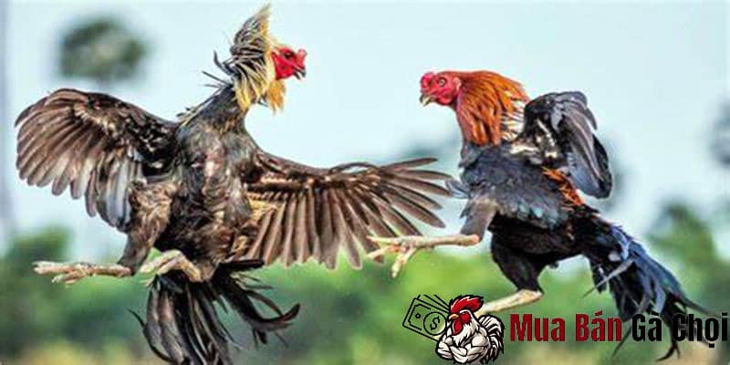 Học hỏi kinh nghiệm cách đá gà 