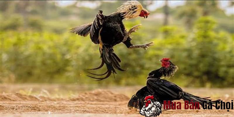 Cách đá gà luôn thắng 