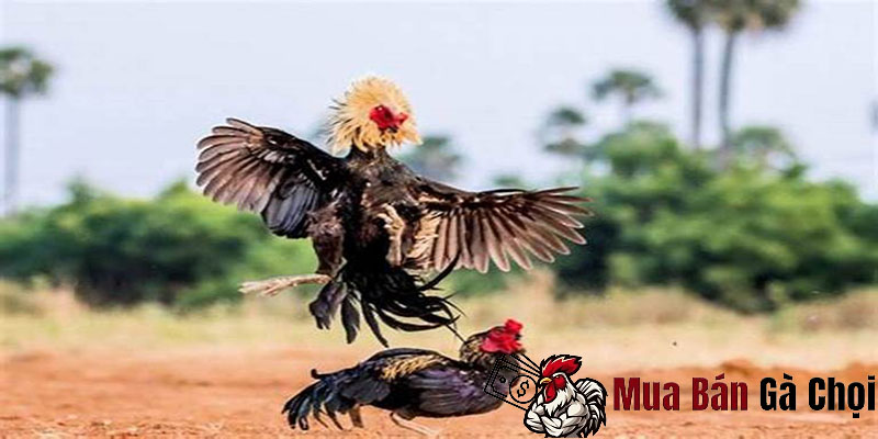 Tìm hiểu về luật lệ đá gà