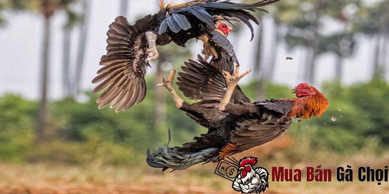 Bí quyết đá gà luôn thắng