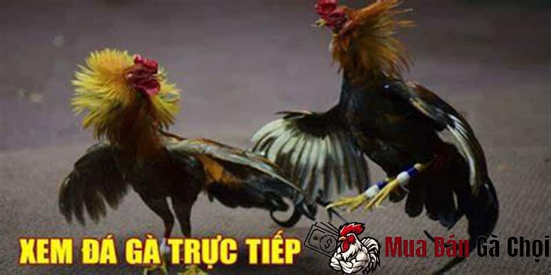 Đá gà trực tuyến là gì
