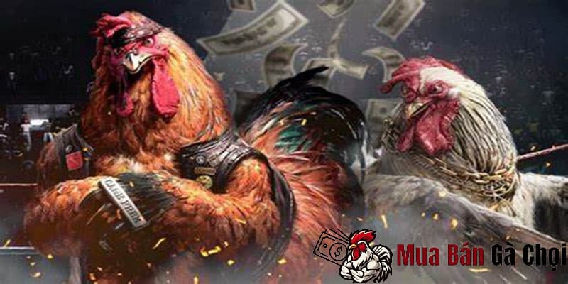 An toàn và uy tin khi chơi đá gà online trên mạng