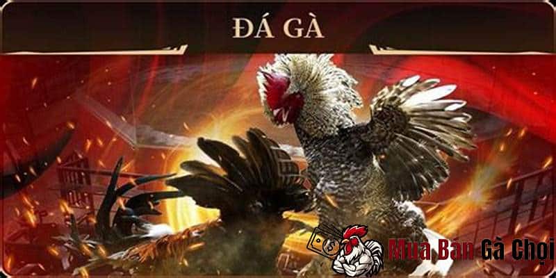 Cách thức đá gà online trên mạng