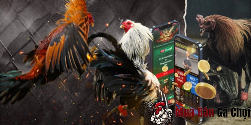 Khám phá hình thức đá gà online trên mạng