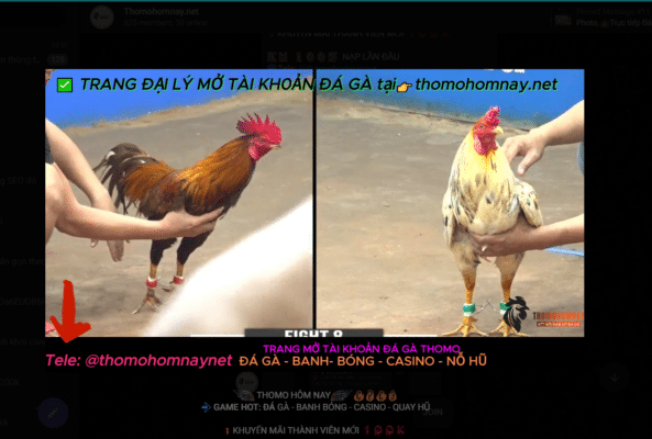 Tham gia vào live đá gà telegram