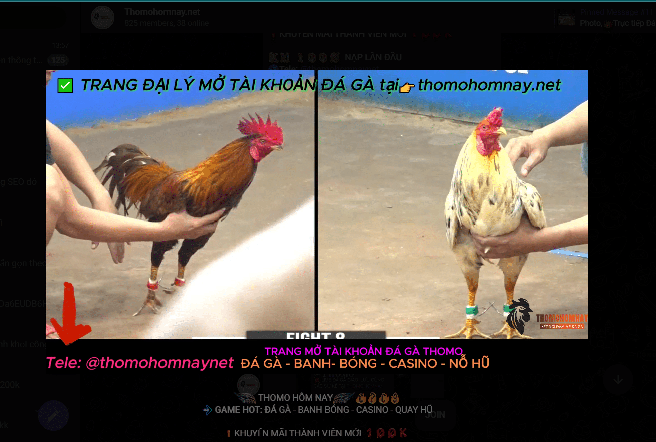 Tham gia vào live đá gà telegram