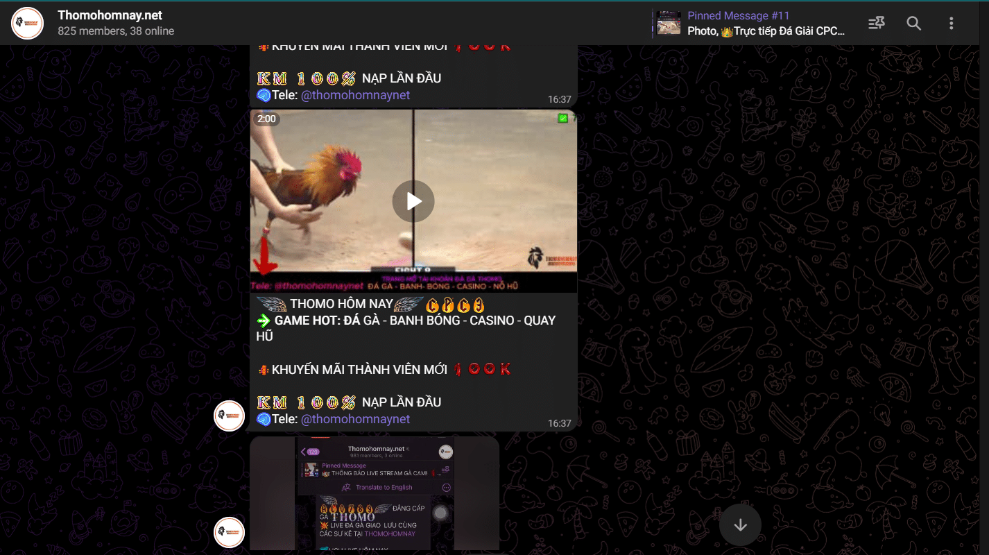 Ứng dụng telegram và phát sóng trực tiếp đá gà