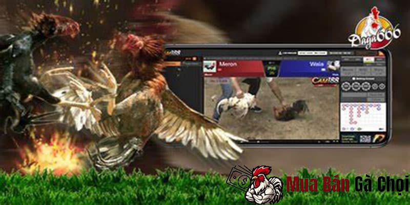 App đá gà online là gì