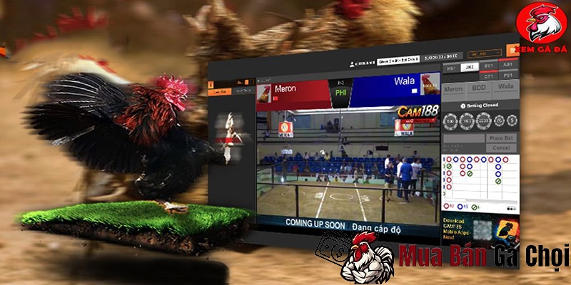 Tìm hiểu về App đá gà online