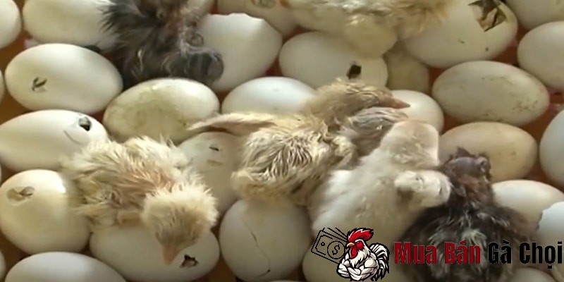 Đặc điểm của trứng gà chọi giống tốt