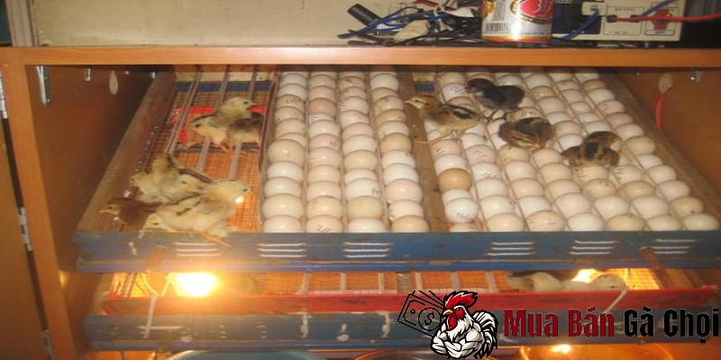 Cách chọn gà chọi giống tốt từ trứng