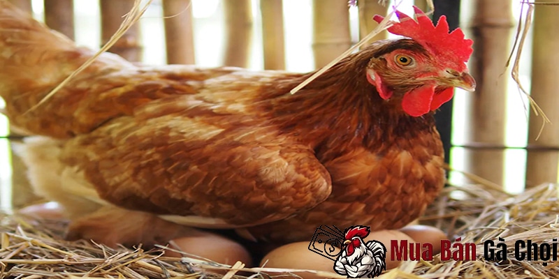 Điều kiện bảo quản và ấp trứng