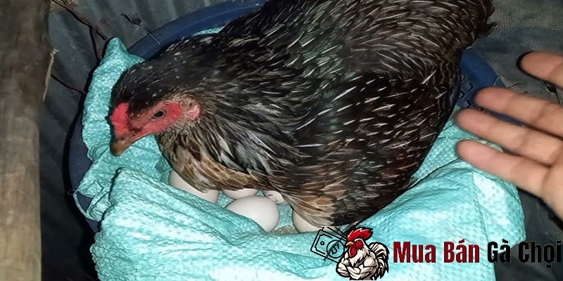 Chăm sóc và theo dõi trong quá trình ấp trứng