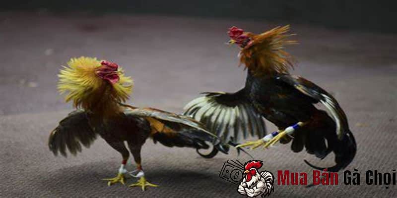 Đá gà hàng xáo là thể loại đá gà kiểu gì