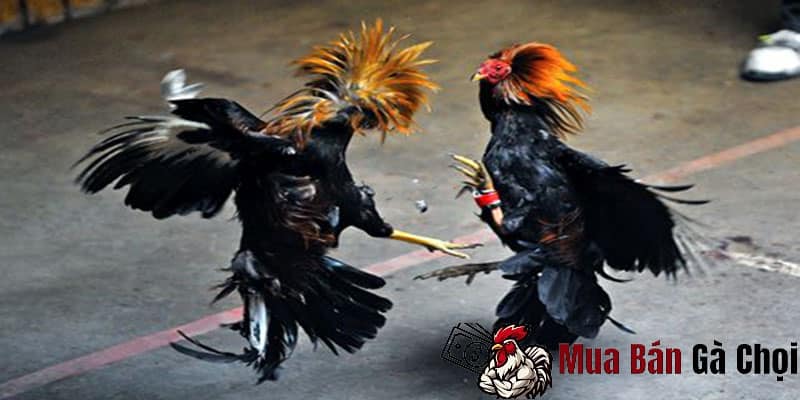 Tìm hiểu về cách đá gà hàng xáo