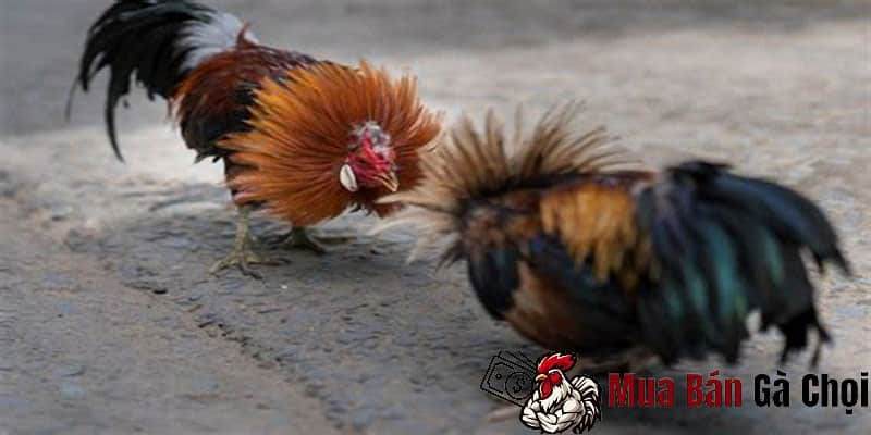 Cách đá gà hàng xáo hiệu quả