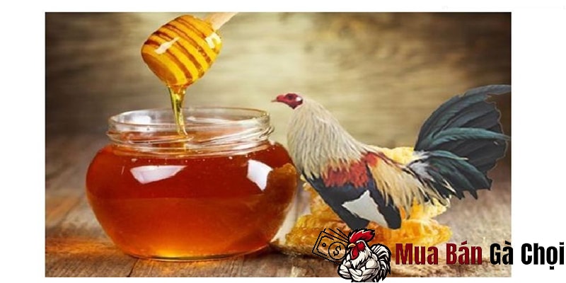 Cách cho gà chọi uống mật ong hiệu quả
