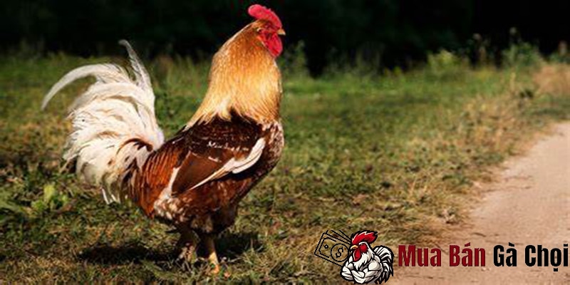 Kinh nghiệm cho gà chọi uống mật ong của người nuôi 