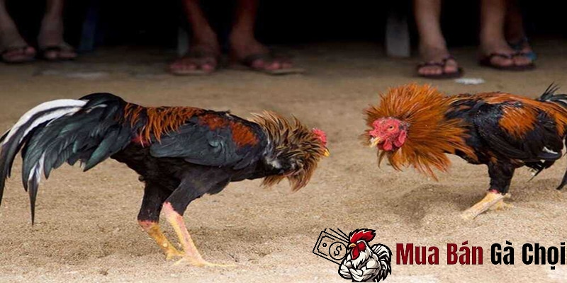 Đặc điểm của đá gà Khmer