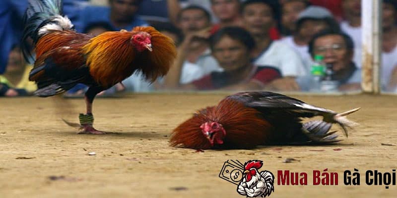 Quy trình tổ chức các trận đấu và các luật lệ quan trọng.