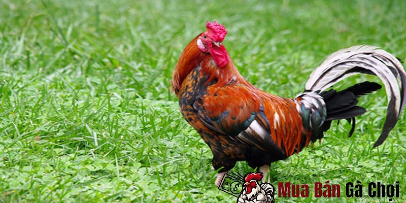 Quá Trình Nuôi Dưỡng Và Huấn Luyện